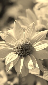 Szary + Sepia