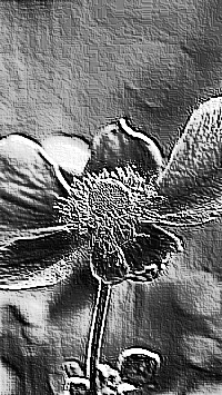 Skamielina