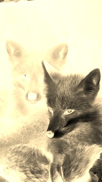 Sepia + Negatyw