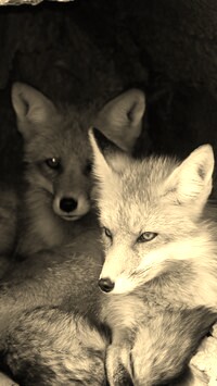 Szary + Sepia