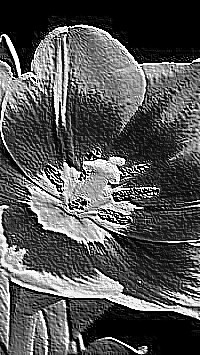 Skamielina