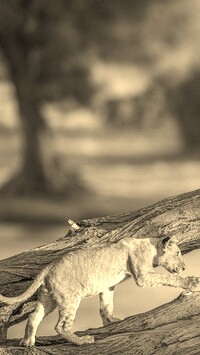 Szary + Sepia