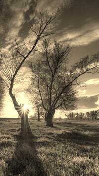 Szary + Sepia