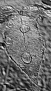 Skamielina
