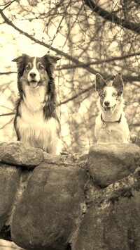 Szary + Sepia