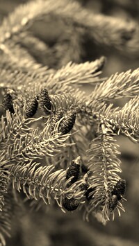 Sepia