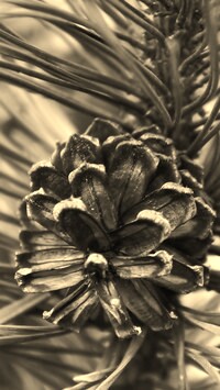 Szary + Sepia