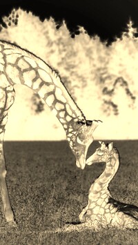 Sepia + Negatyw