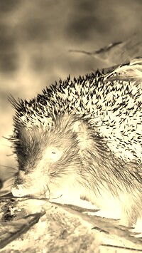 Sepia + Negatyw