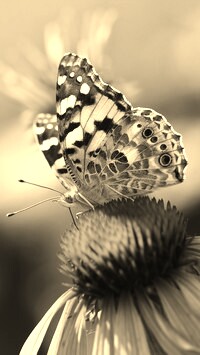Szary + Sepia