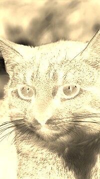 Sepia + Negatyw