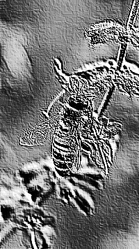 Skamielina