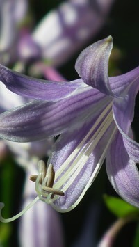 Oryginalny obrazek