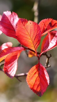 Oryginalny obrazek