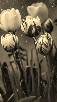 Szary + Sepia