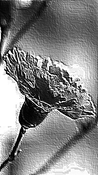 Skamielina