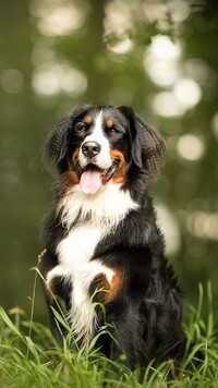 Oryginalny obrazek