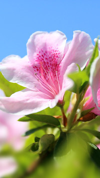 Oryginalny obrazek