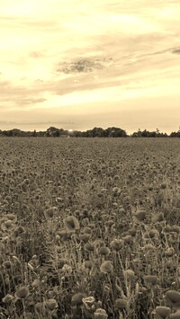 Szary + Sepia