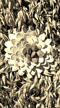 Szary + Sepia