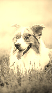 Szary + Sepia