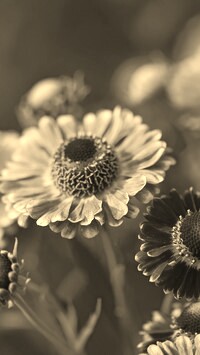 Szary + Sepia