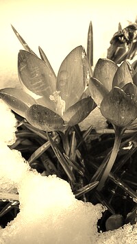 Szary + Sepia