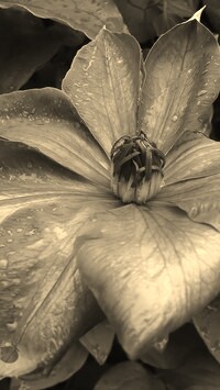 Szary + Sepia