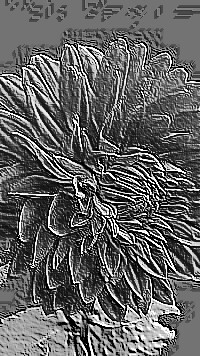 Skamielina