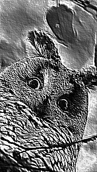Skamielina
