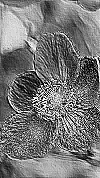 Skamielina
