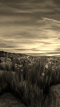 Szary + Sepia