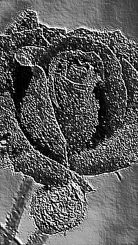 Skamielina