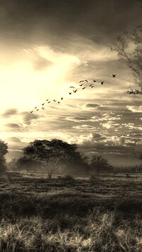 Sepia