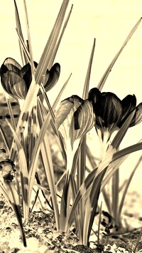 Sepia + Negatyw