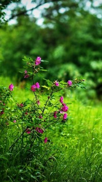Oryginalny obrazek