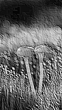 Skamielina