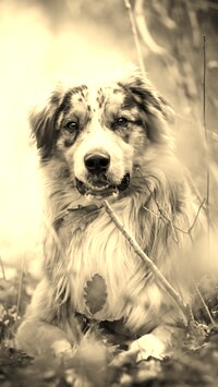 Szary + Sepia
