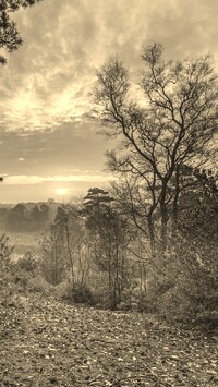 Szary + Sepia