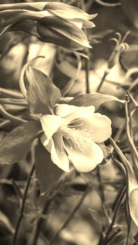 Szary + Sepia