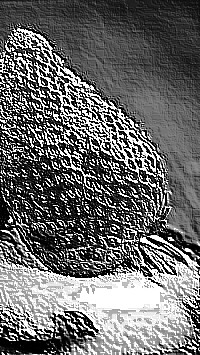 Skamielina