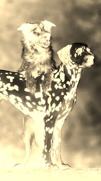 Sepia + Negatyw
