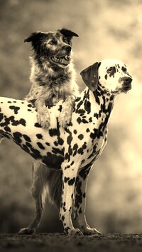 Szary + Sepia