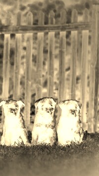 Sepia + Negatyw