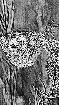 Skamielina