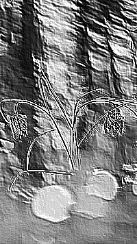 Skamielina