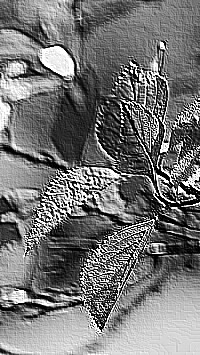 Skamielina