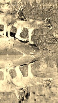 Sepia + Negatyw