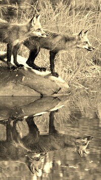 Sepia