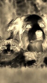 Sepia + Negatyw